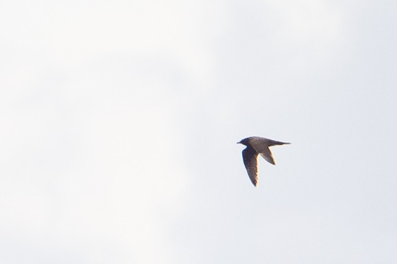 Spatelraubmöwe - ML646995353