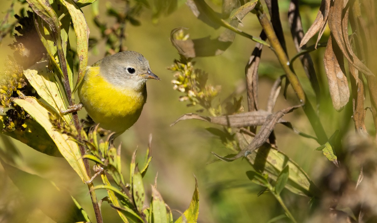 Nashville Warbler - ML646995354