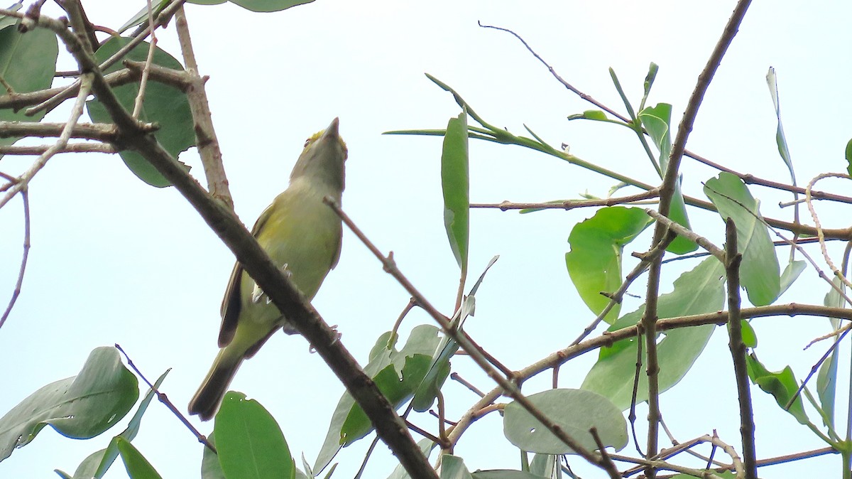 Bireo begizuria - ML646995355