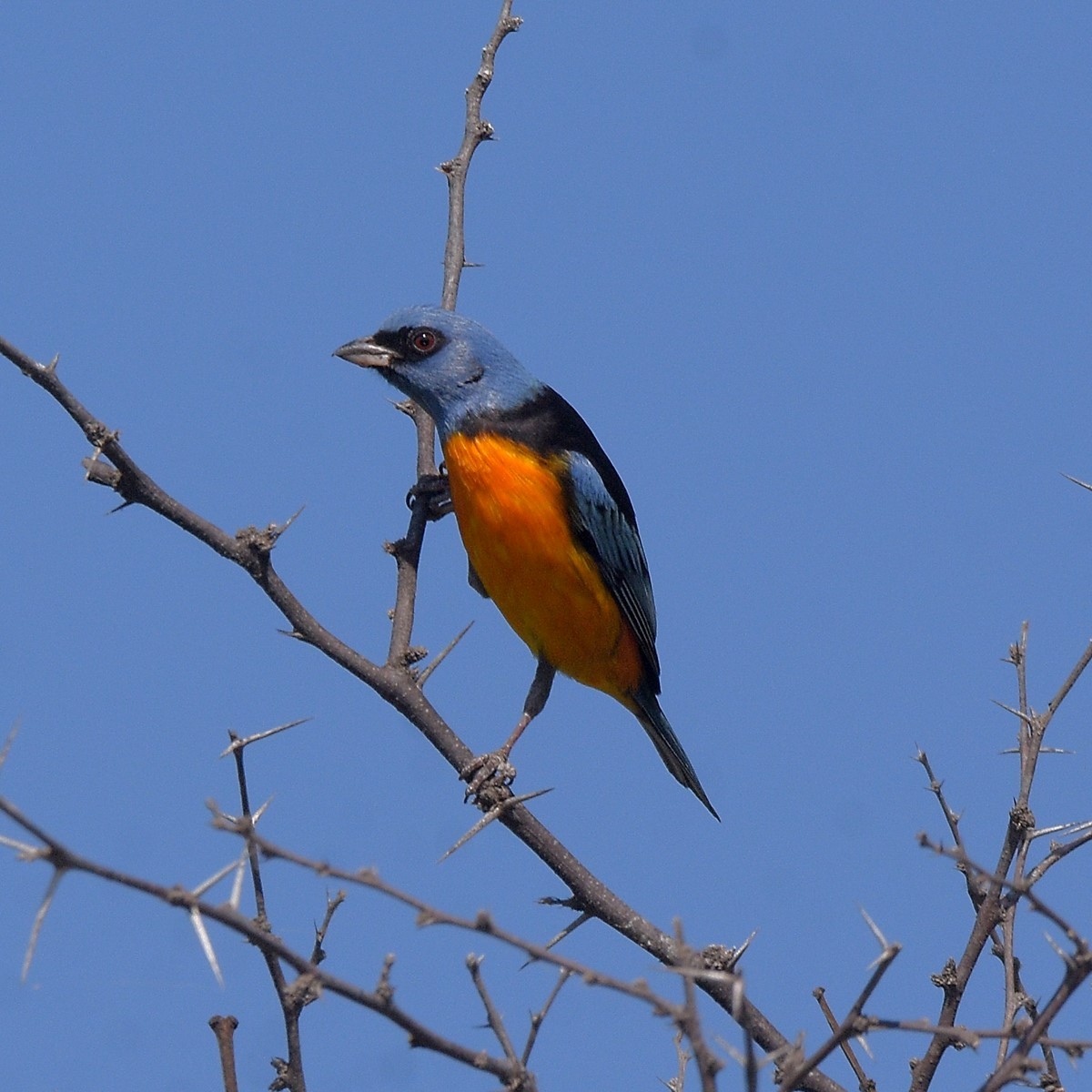 Mavi-Sarı Tangara - ML646995357