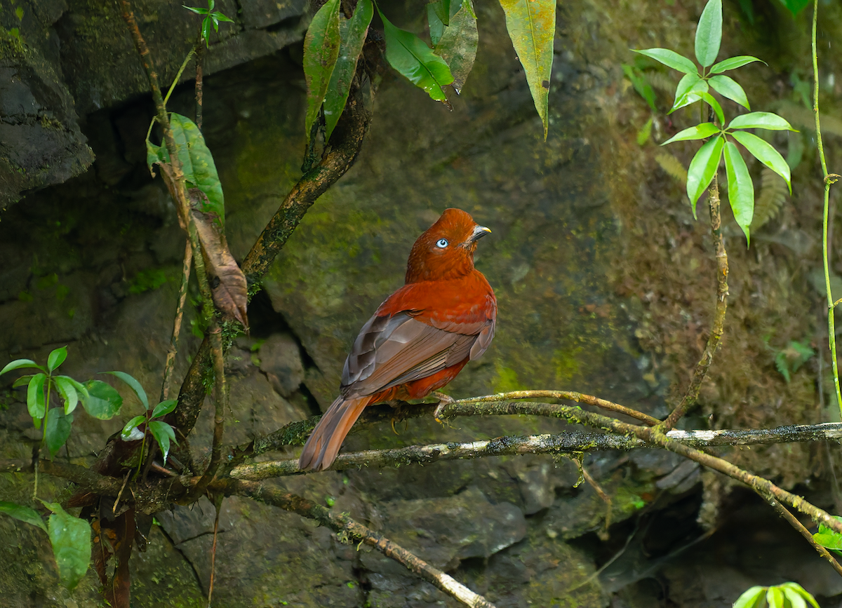 Andean Cock-of-the-rock - ML646995359