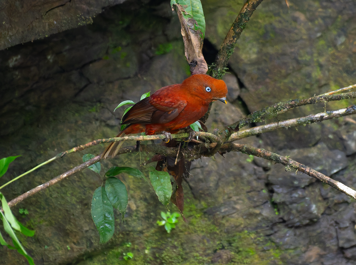 Andean Cock-of-the-rock - ML646995360
