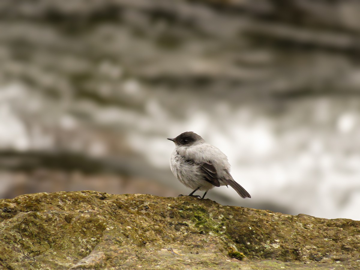 Torrent Tyrannulet - ML646995361