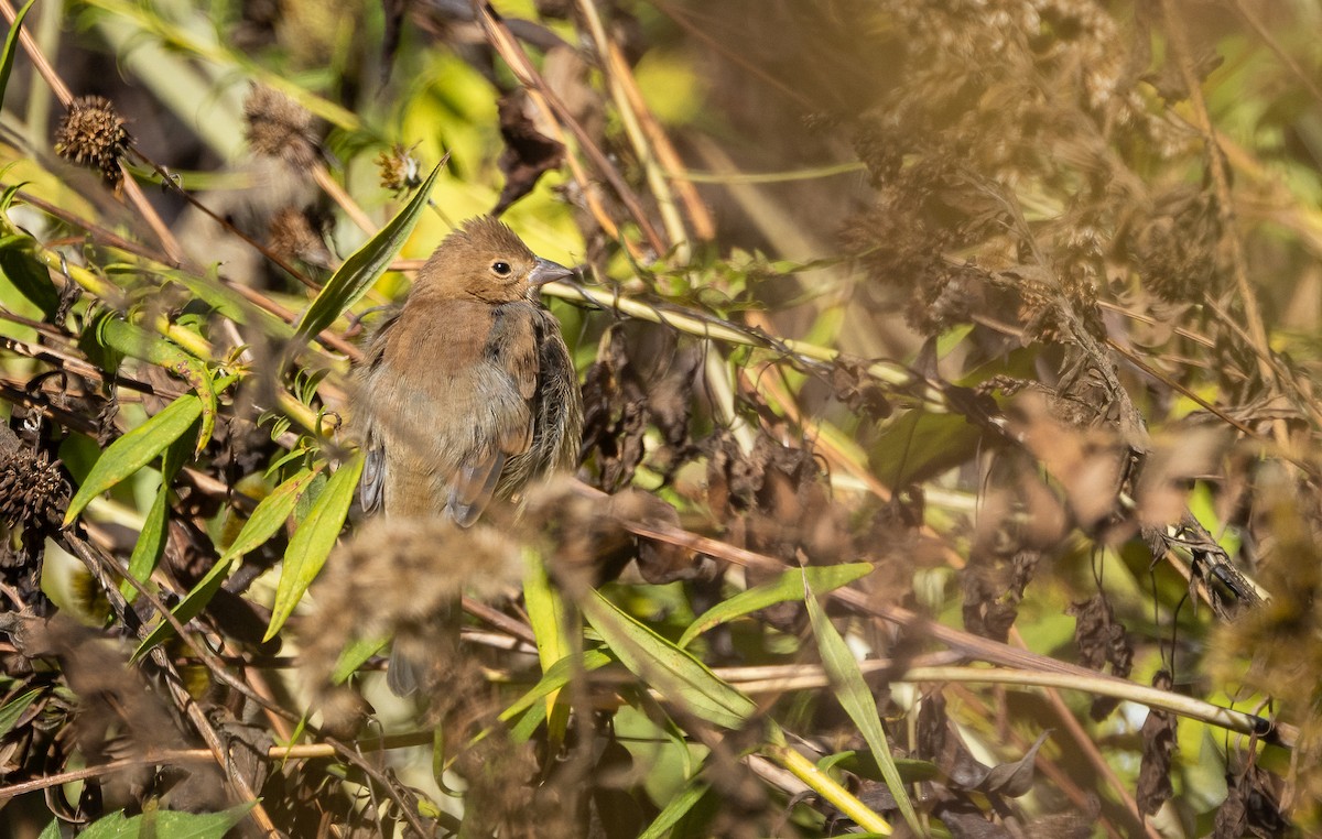 Indigo Bunting - ML646995363