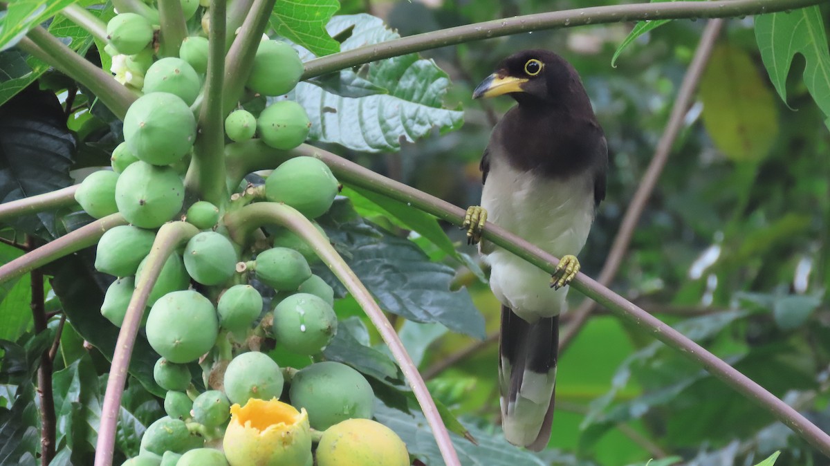 Brown Jay - ML646995366
