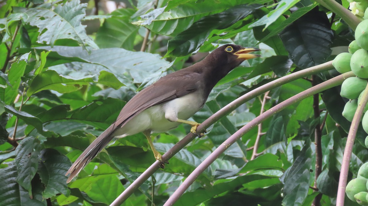 Brown Jay - ML646995367