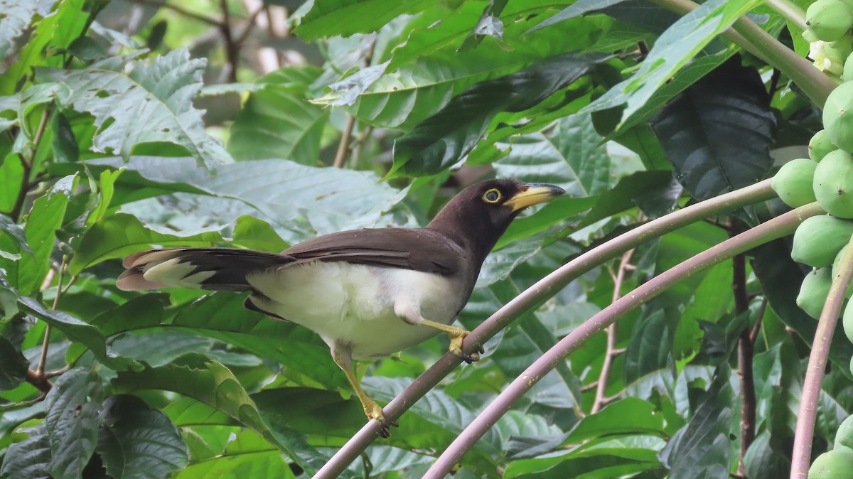 Brown Jay - ML646995368