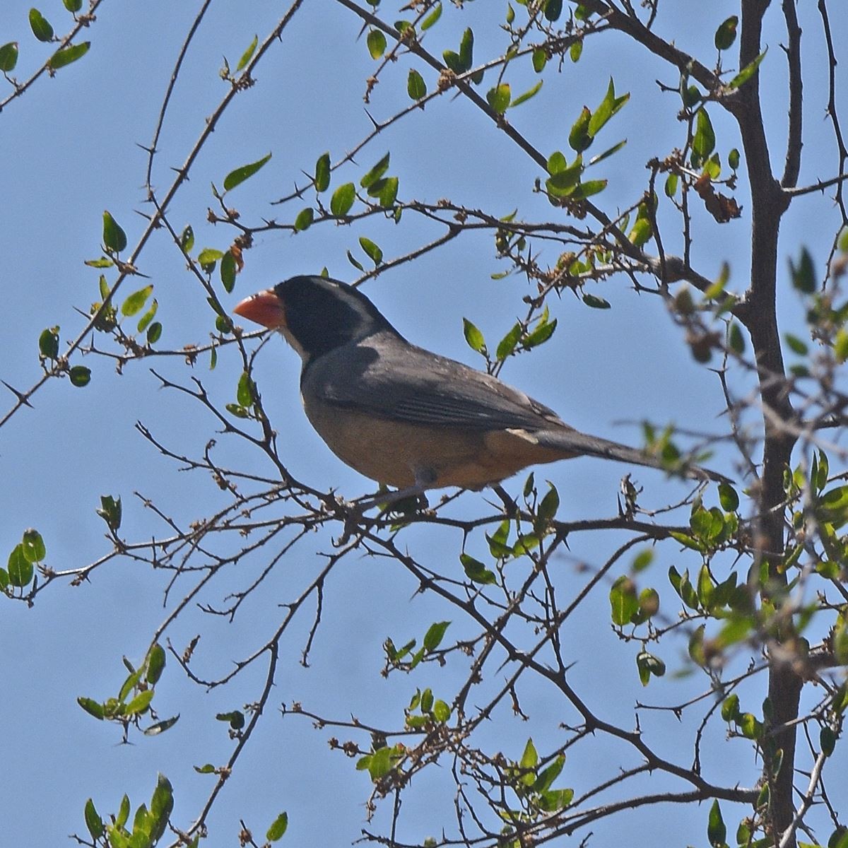 Sarı Gagalı Saltator - ML646995370