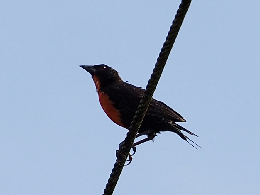 Шпаркос савановий - ML646995373