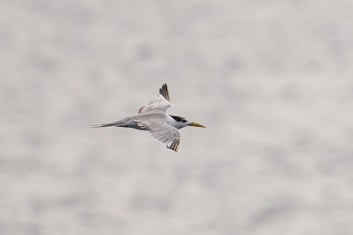 Eilseeschwalbe - ML646995376