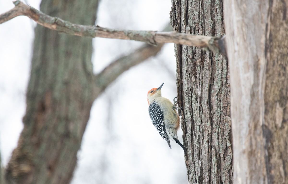 Red-bellied Woodpecker - ML646995378