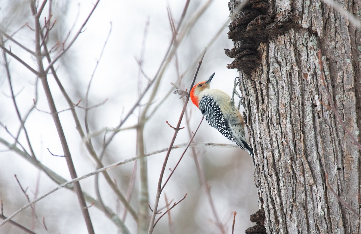 Red-bellied Woodpecker - ML646995380