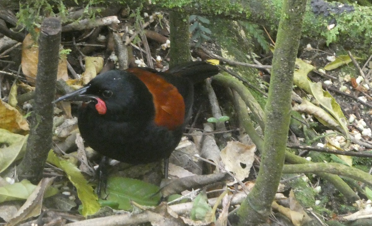 North Island Saddleback - ML646995382