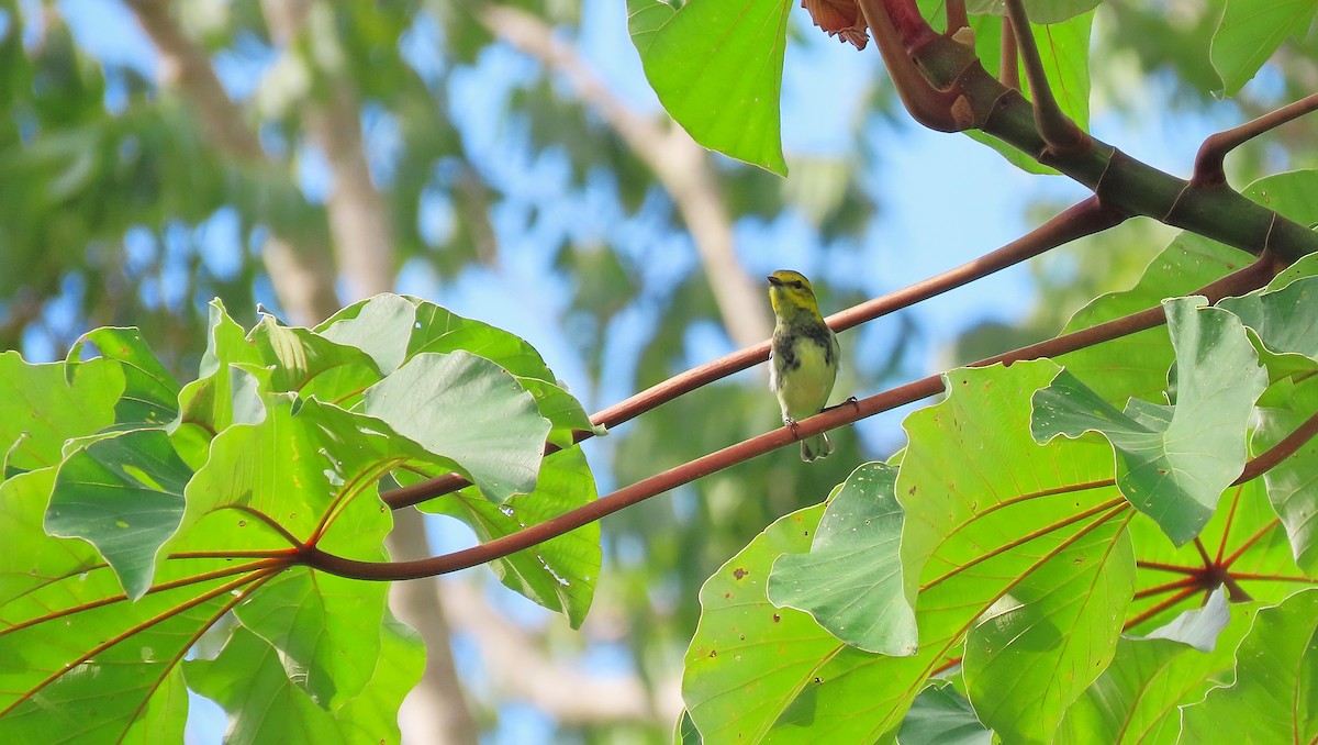 Black-throated Green Warbler - ML646995383
