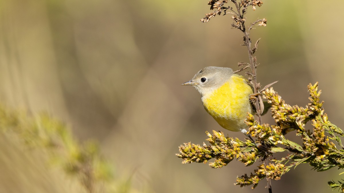 Nashville Warbler - ML646995390