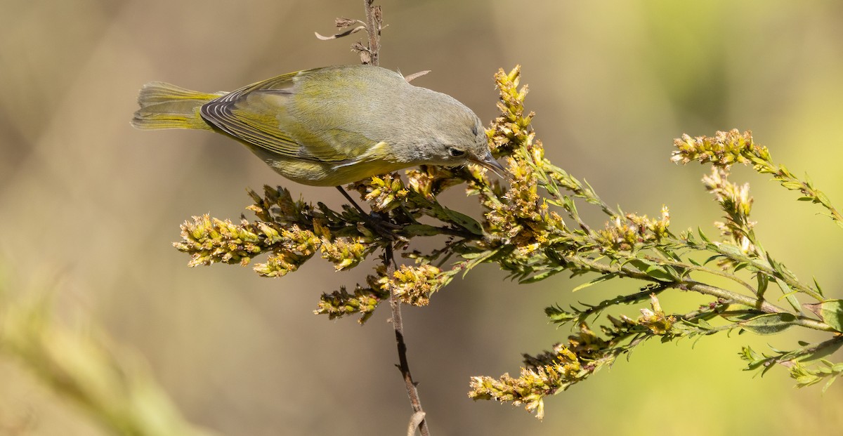 Nashville Warbler - ML646995391