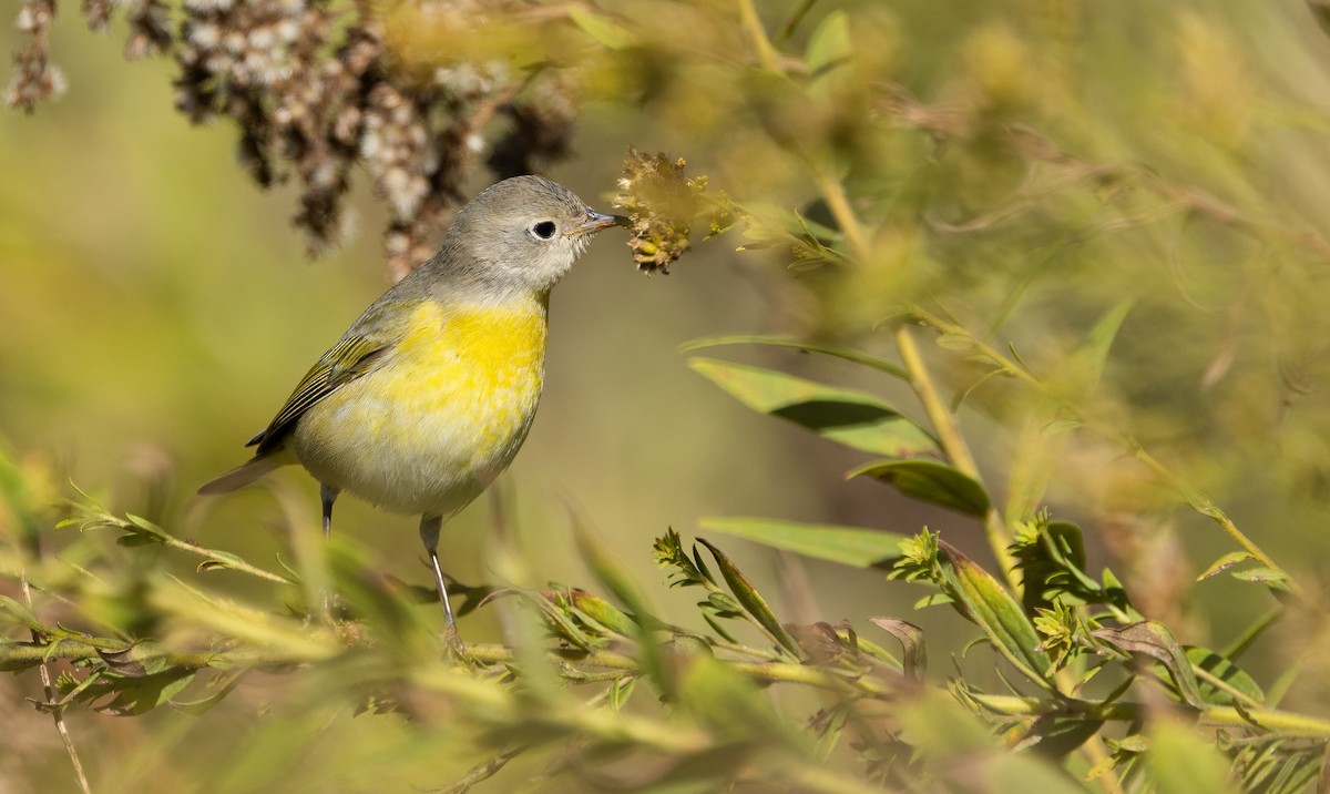 Nashville Warbler - ML646995392