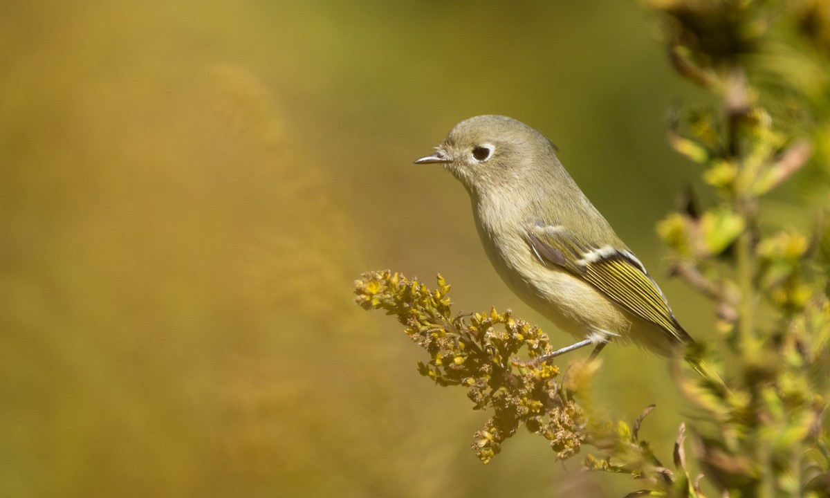 Ruby-crowned Kinglet - ML646995393