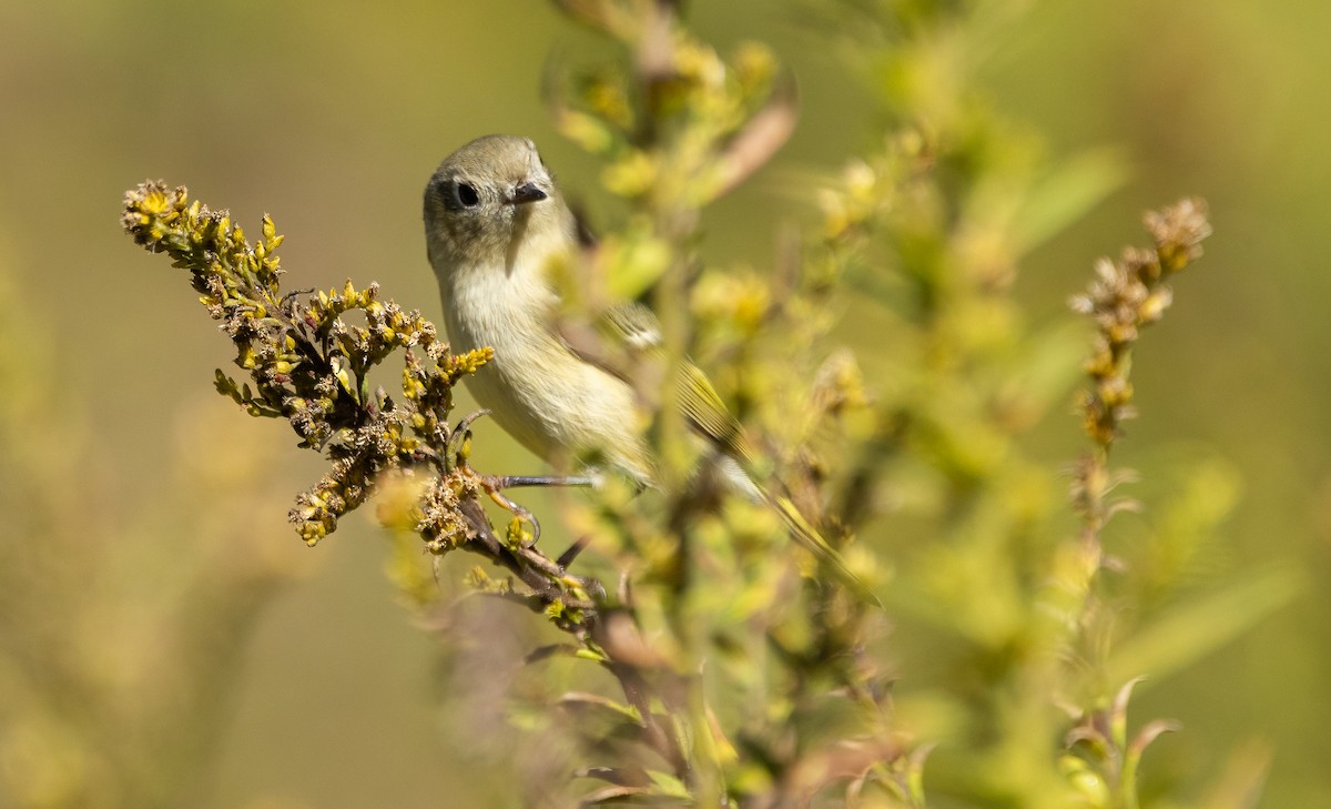 Ruby-crowned Kinglet - ML646995394