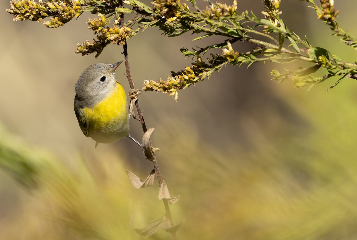 Nashville Warbler - ML646995395