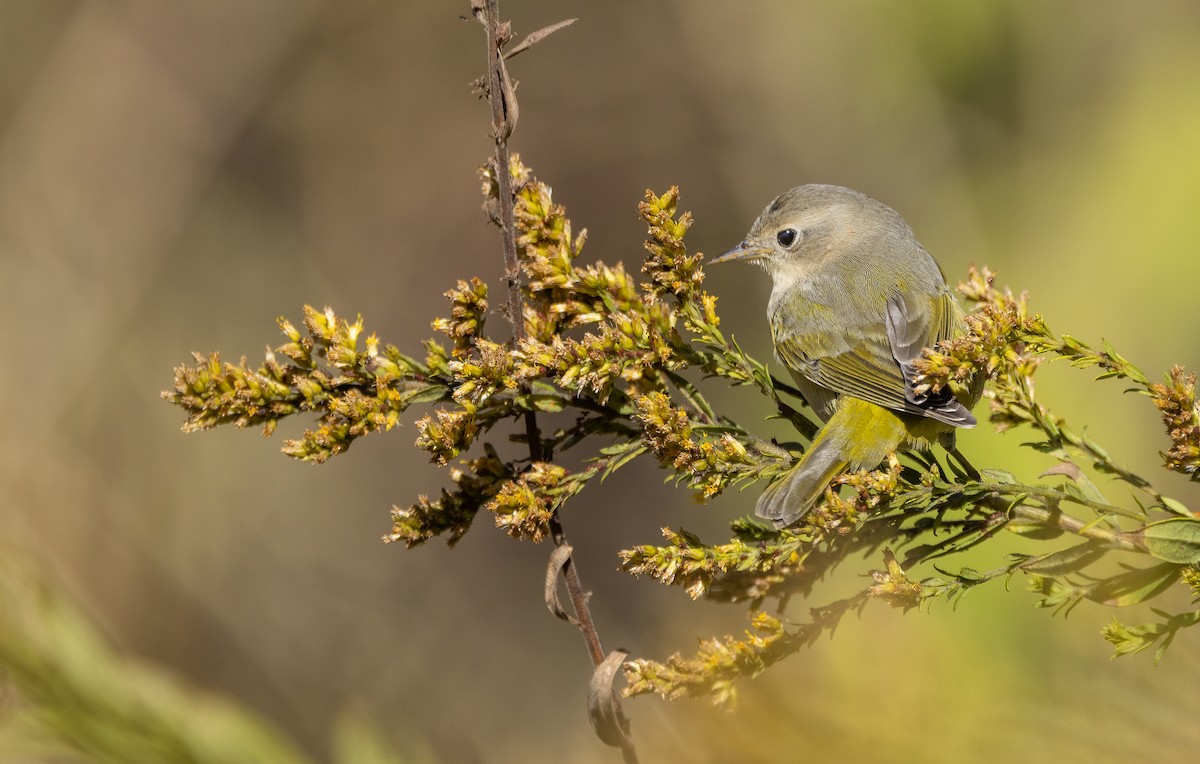 Nashville Warbler - ML646995396