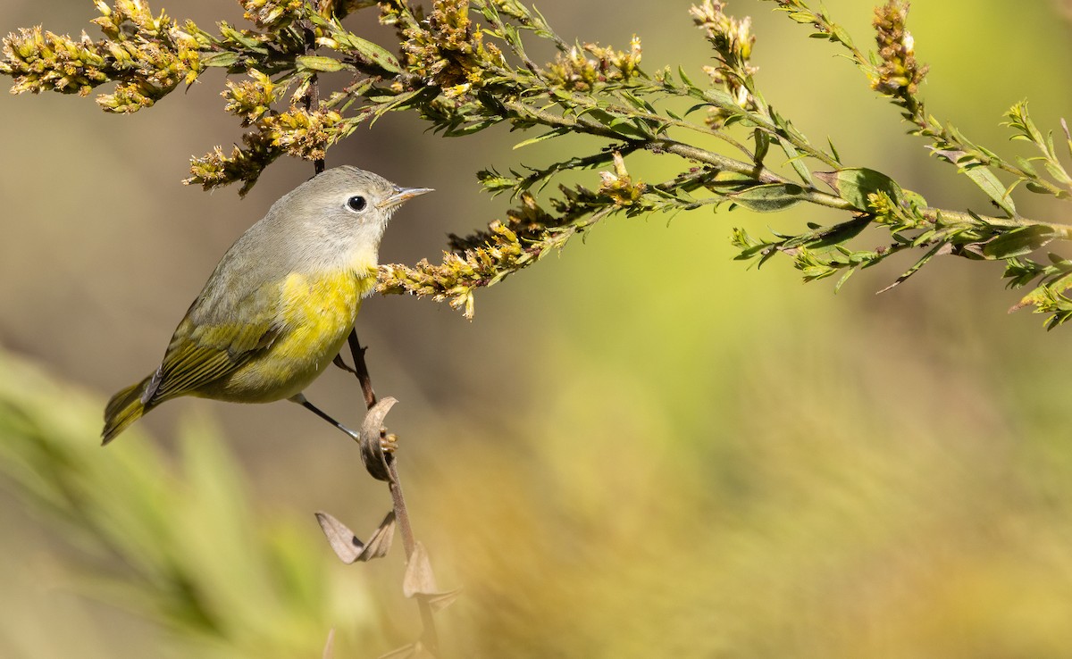 Nashville Warbler - ML646995397