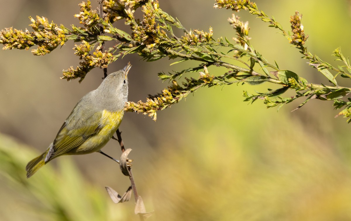 Nashville Warbler - ML646995398