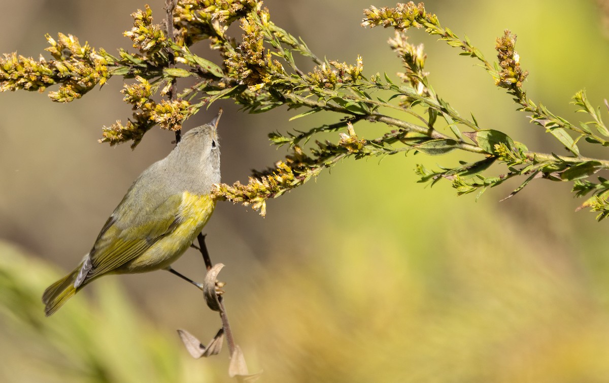 Nashville Warbler - ML646995399
