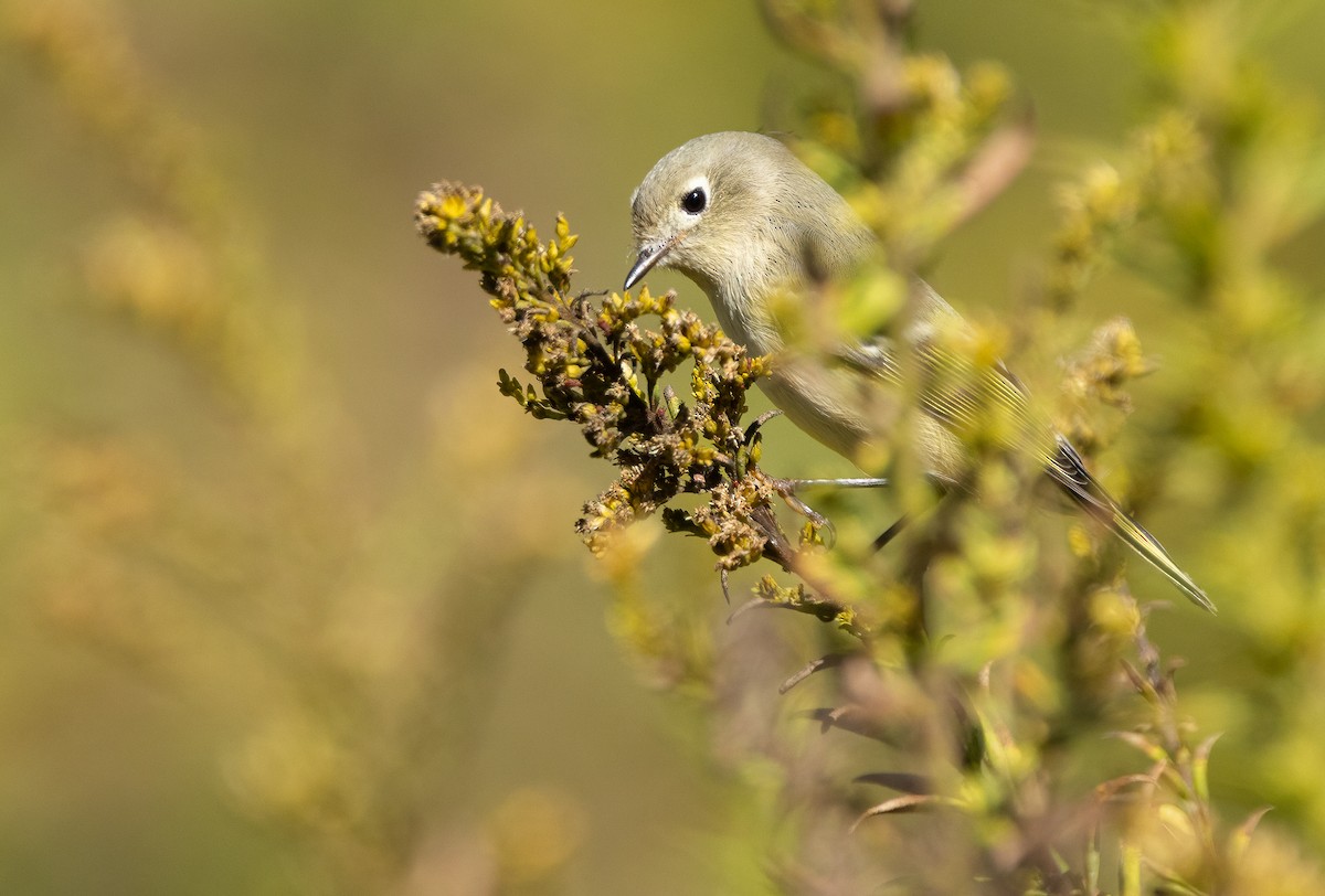 Ruby-crowned Kinglet - ML646995400