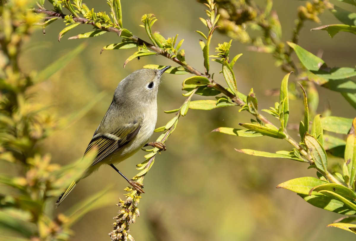 Ruby-crowned Kinglet - ML646995401