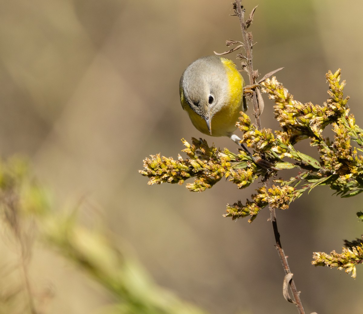 Nashville Warbler - ML646995402