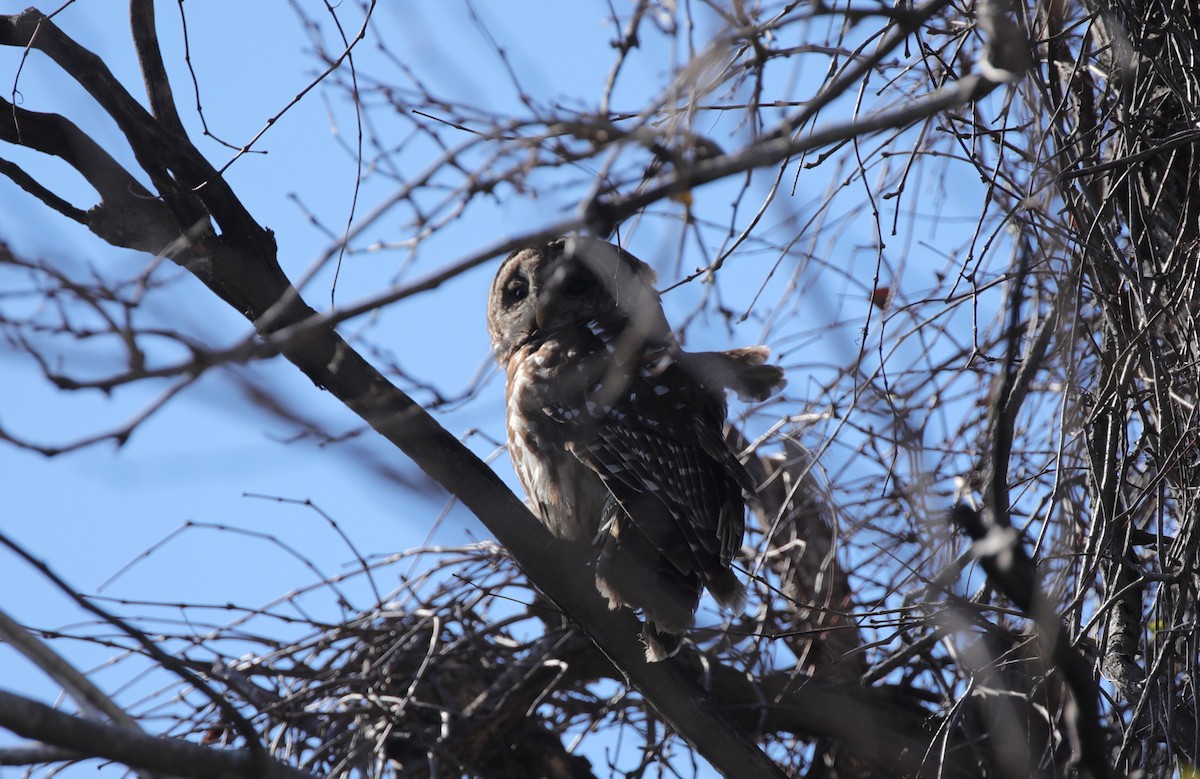 Barred Owl - ML646995405