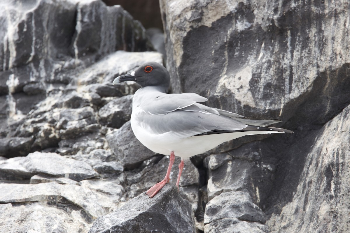 アカメカモメ - ML646995409