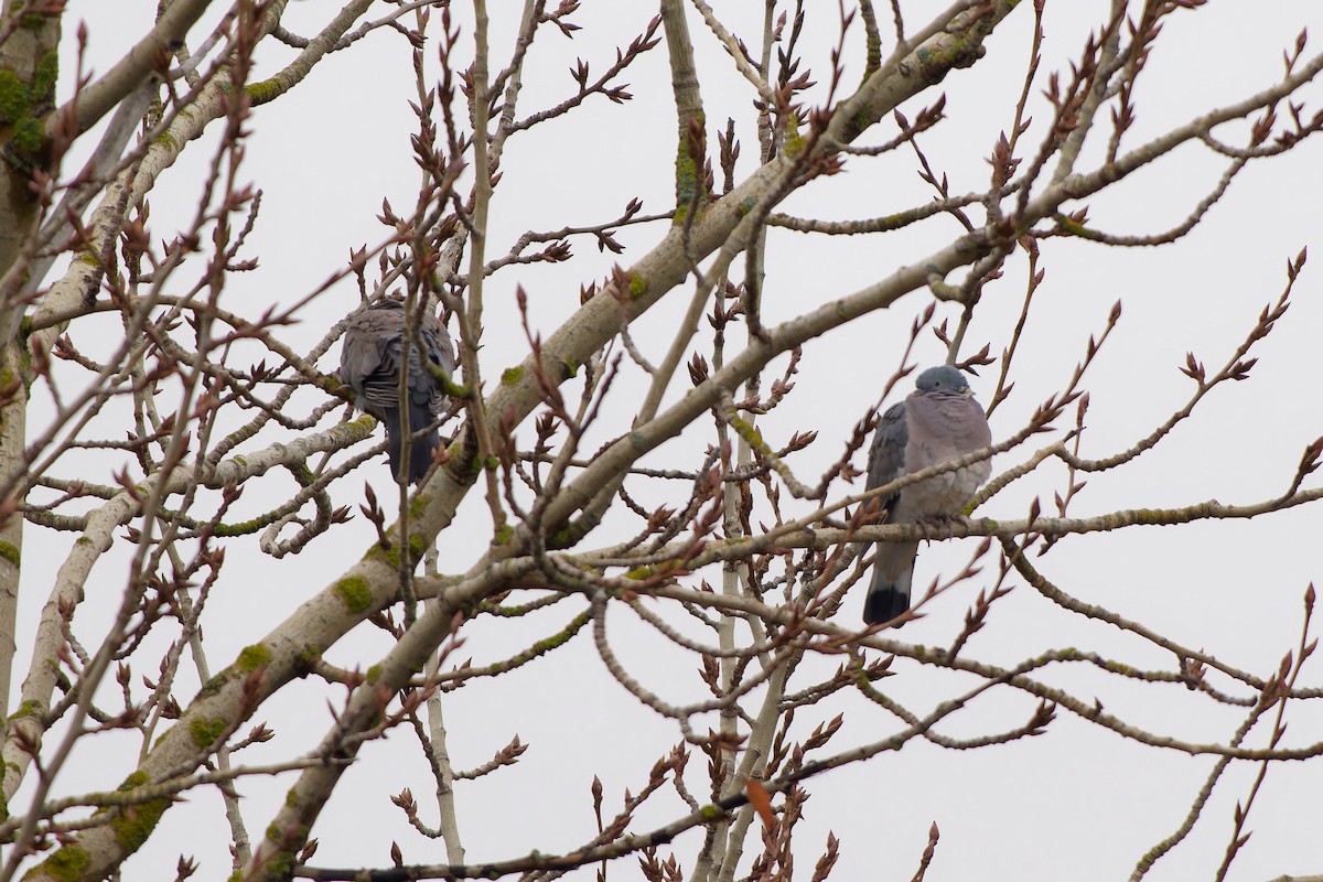 Common Wood-Pigeon - ML646995412