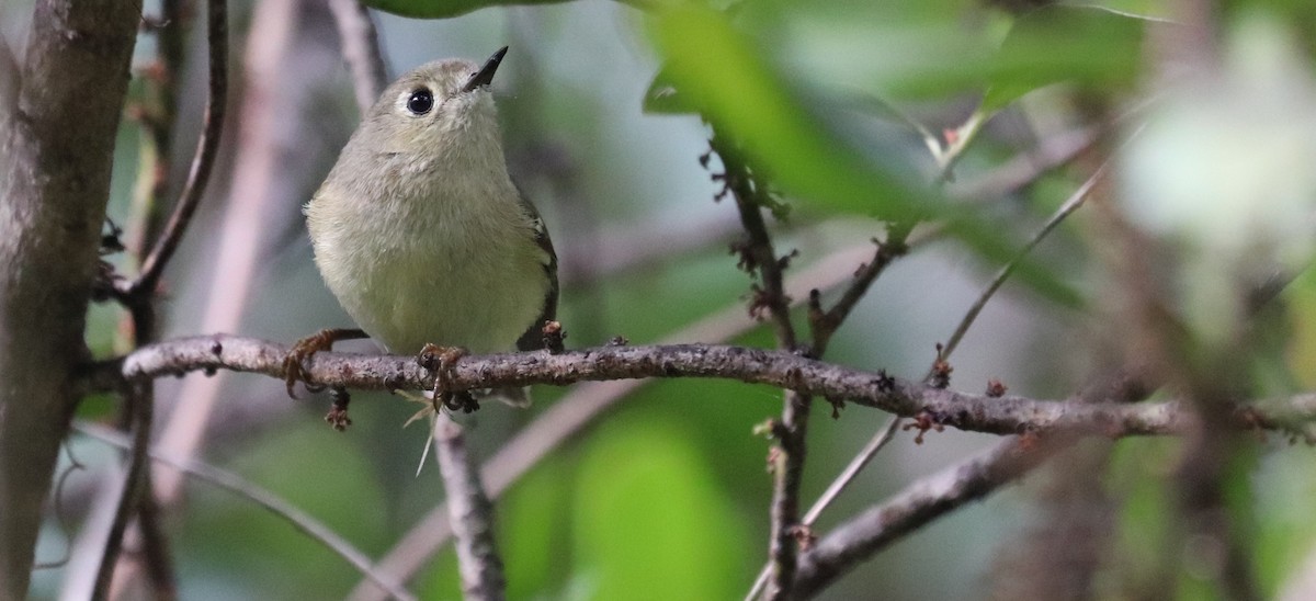 ルビーキクイタダキ - ML646995417