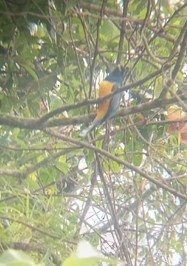 Gartered Violaceous Trogon - ML646995421