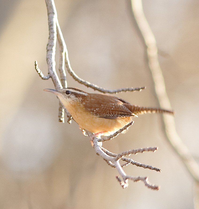 Carolina Wren - ML646995425