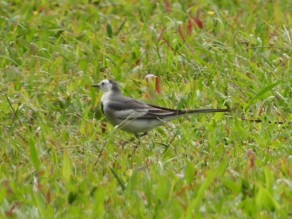 linerle (leucopsis) - ML646995429