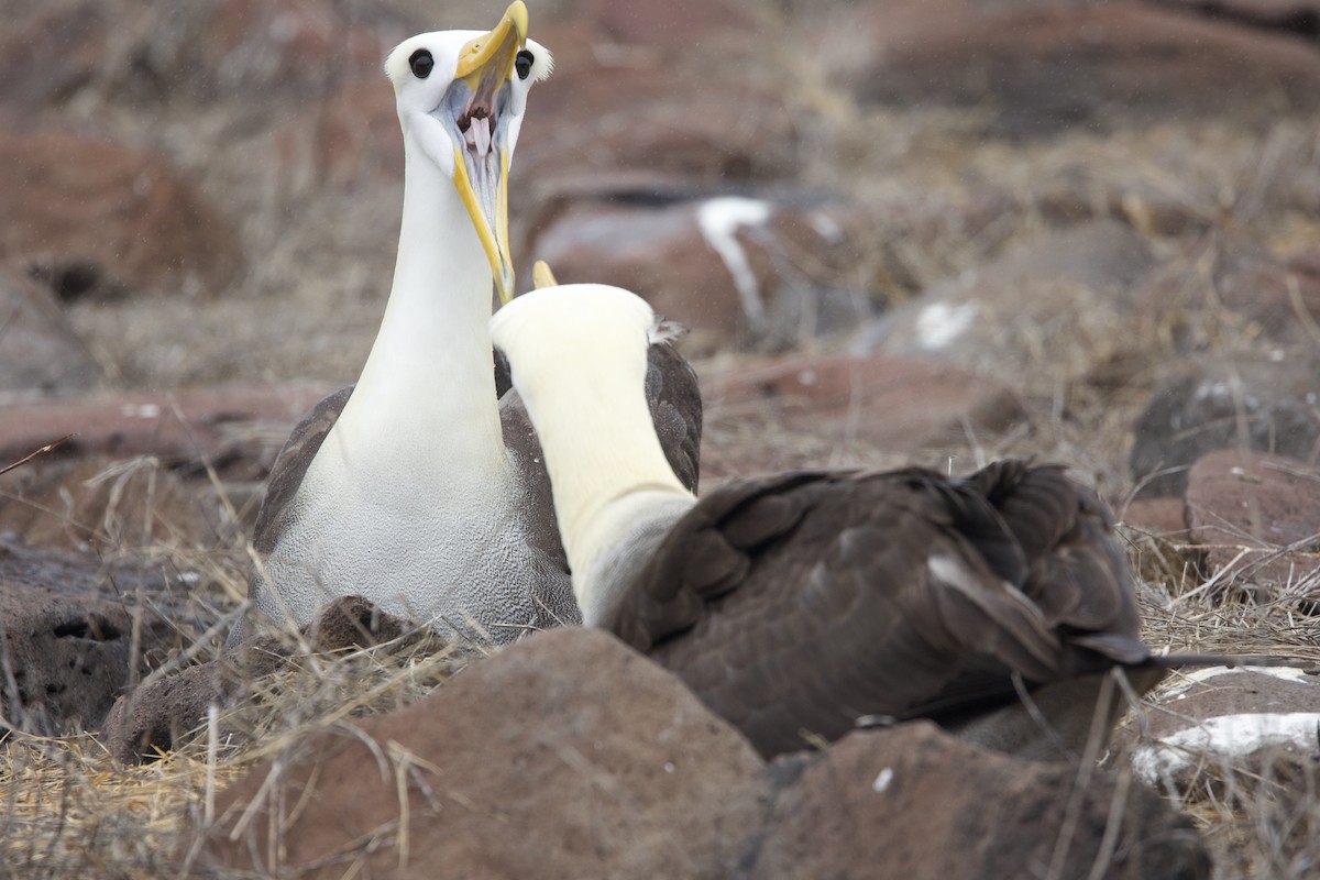 Waved Albatross - ML646995431