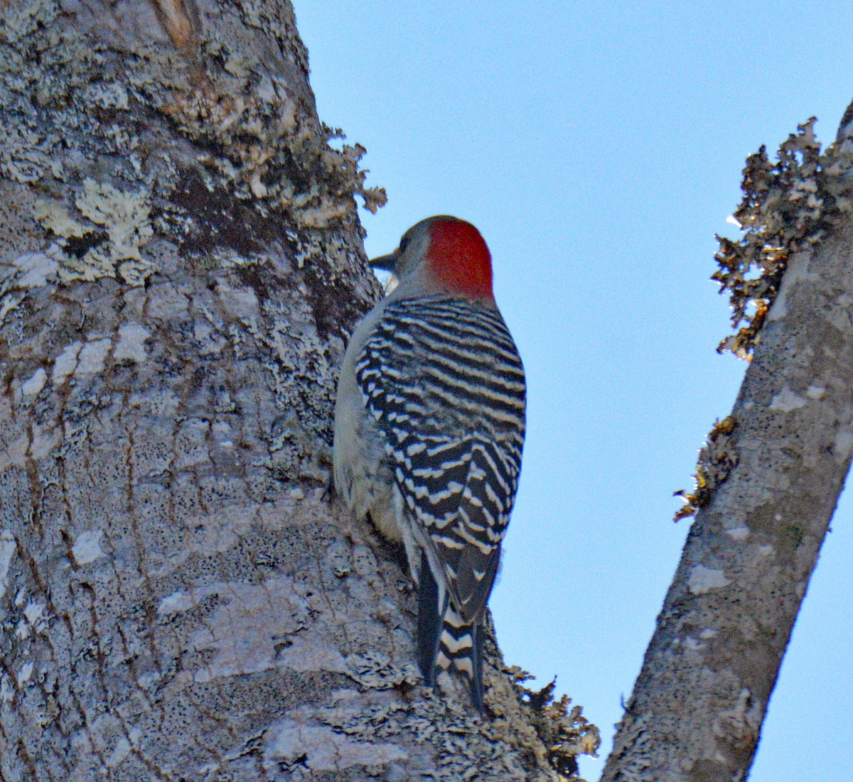 Каролинский дятел - ML646995433