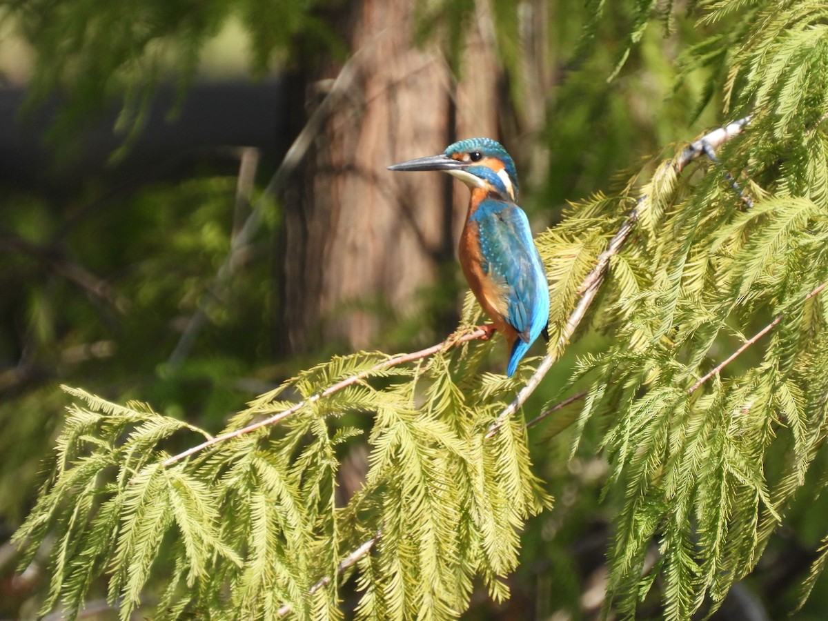 isfugl - ML646995438