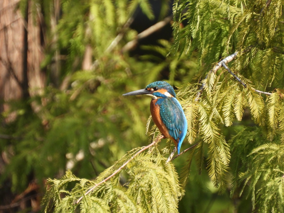 isfugl - ML646995439