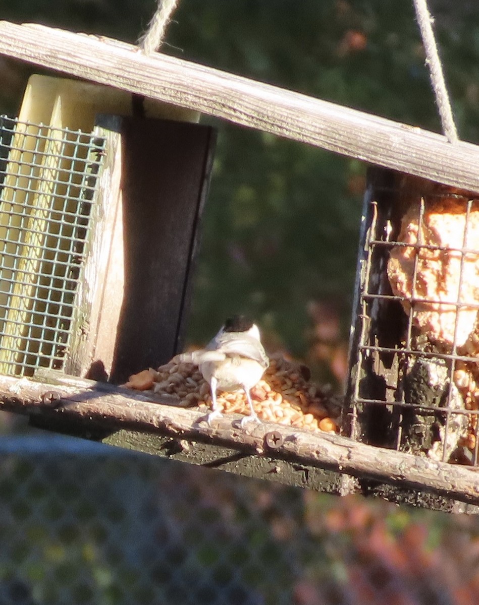 Carolina Chickadee - ML646995446