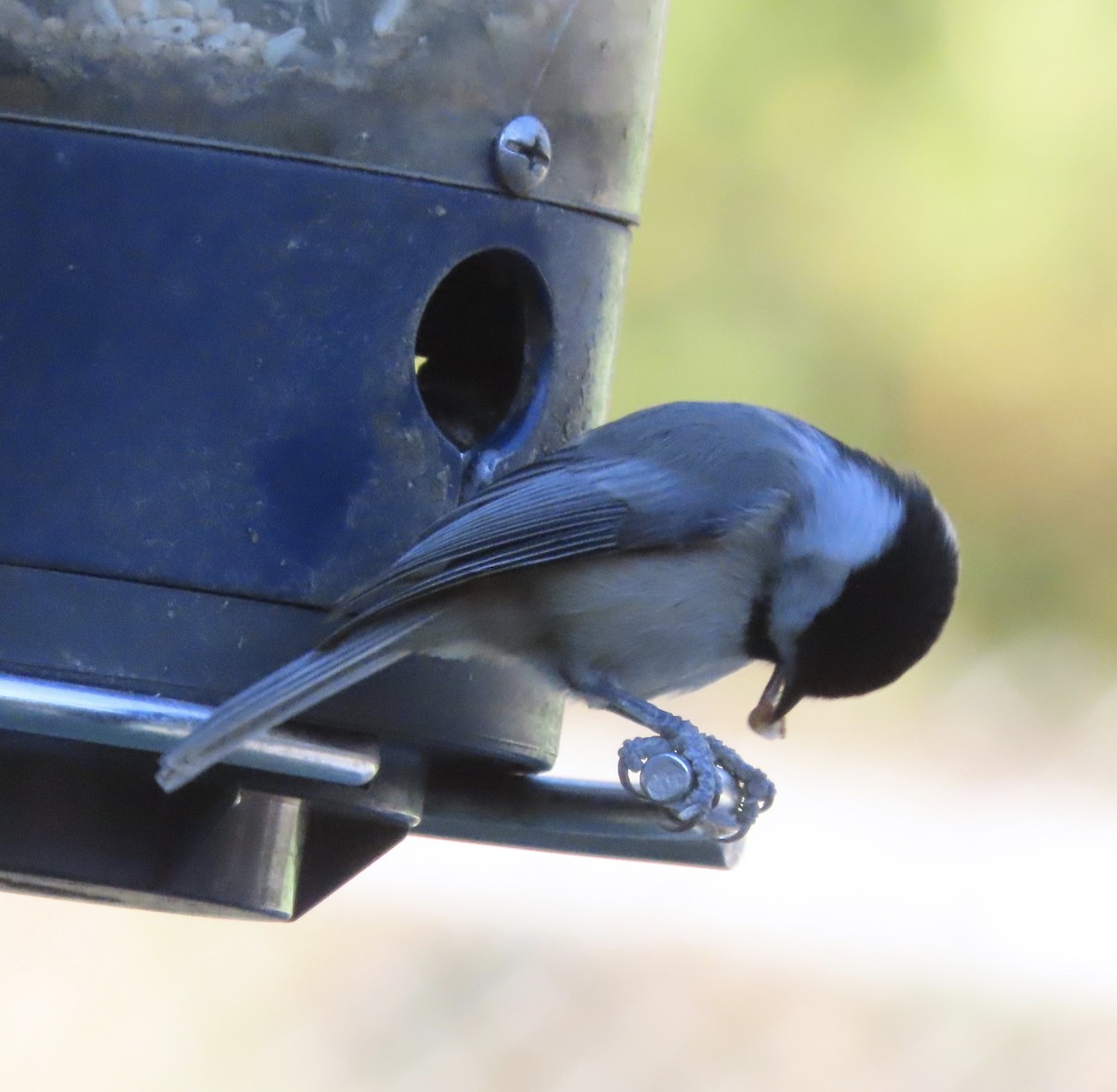 Carolina Chickadee - ML646995447