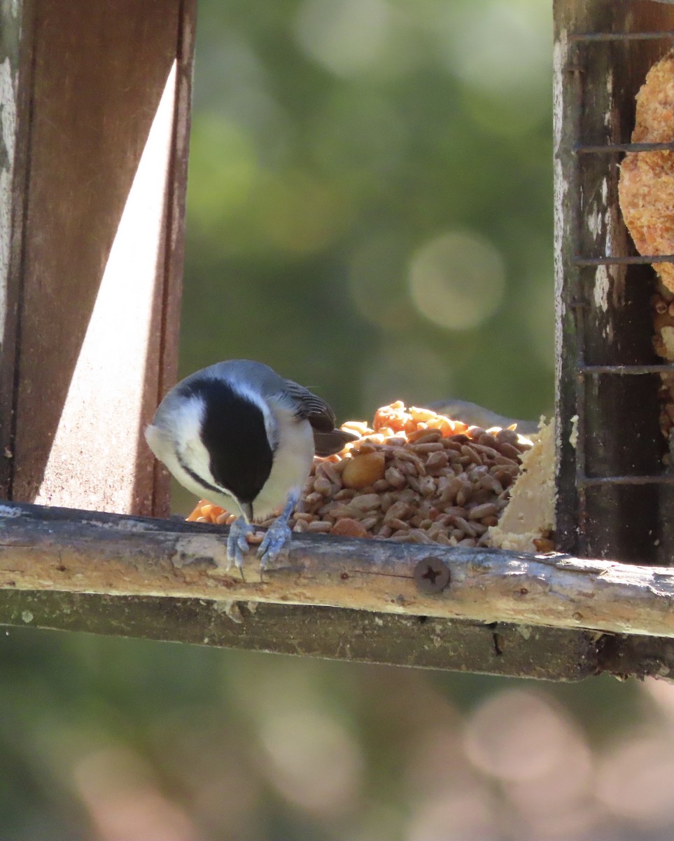 Carolina Chickadee - ML646995448