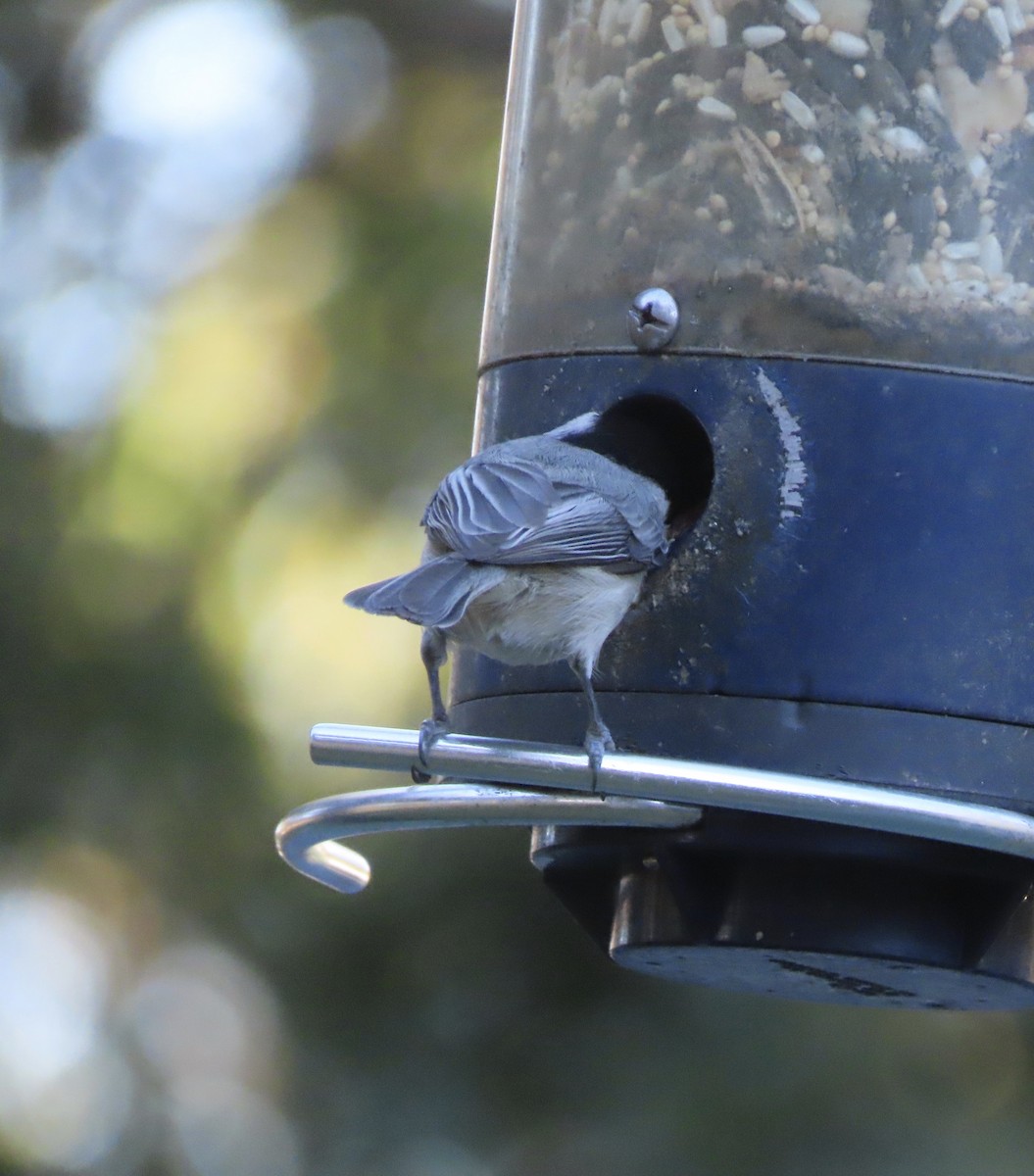 Carolina Chickadee - ML646995449