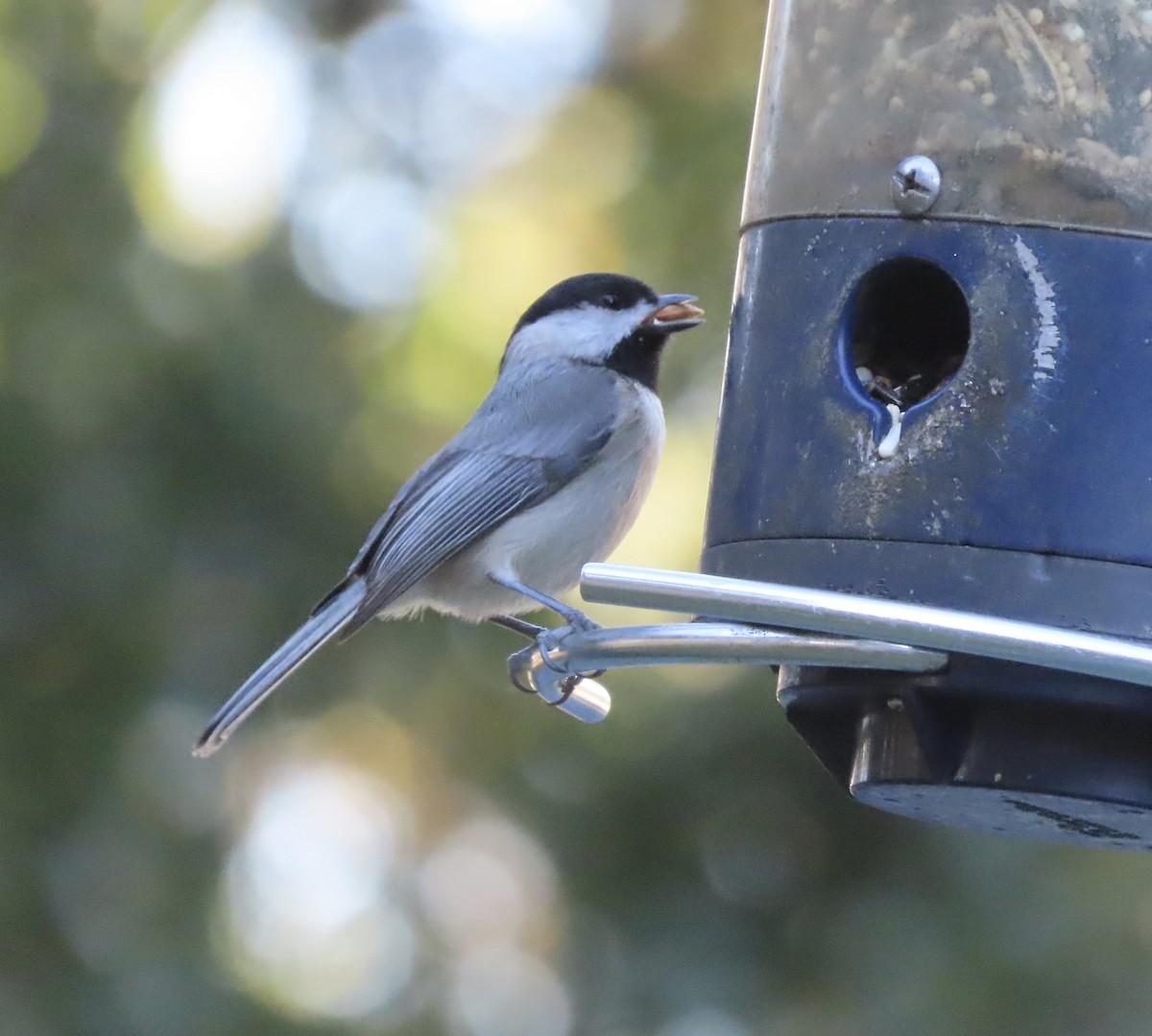 Carolina Chickadee - ML646995450
