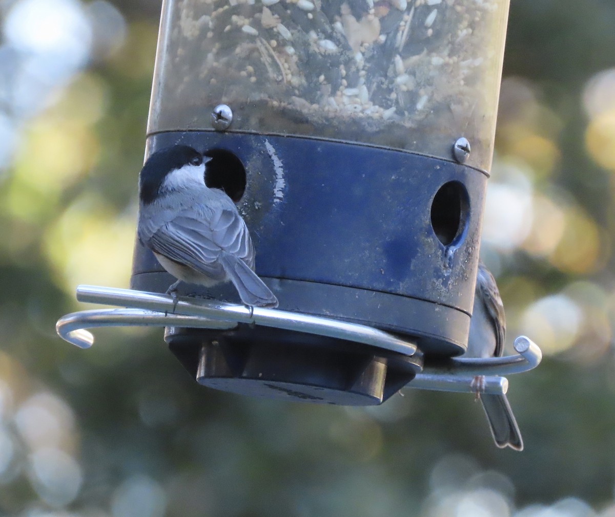 Carolina Chickadee - ML646995451