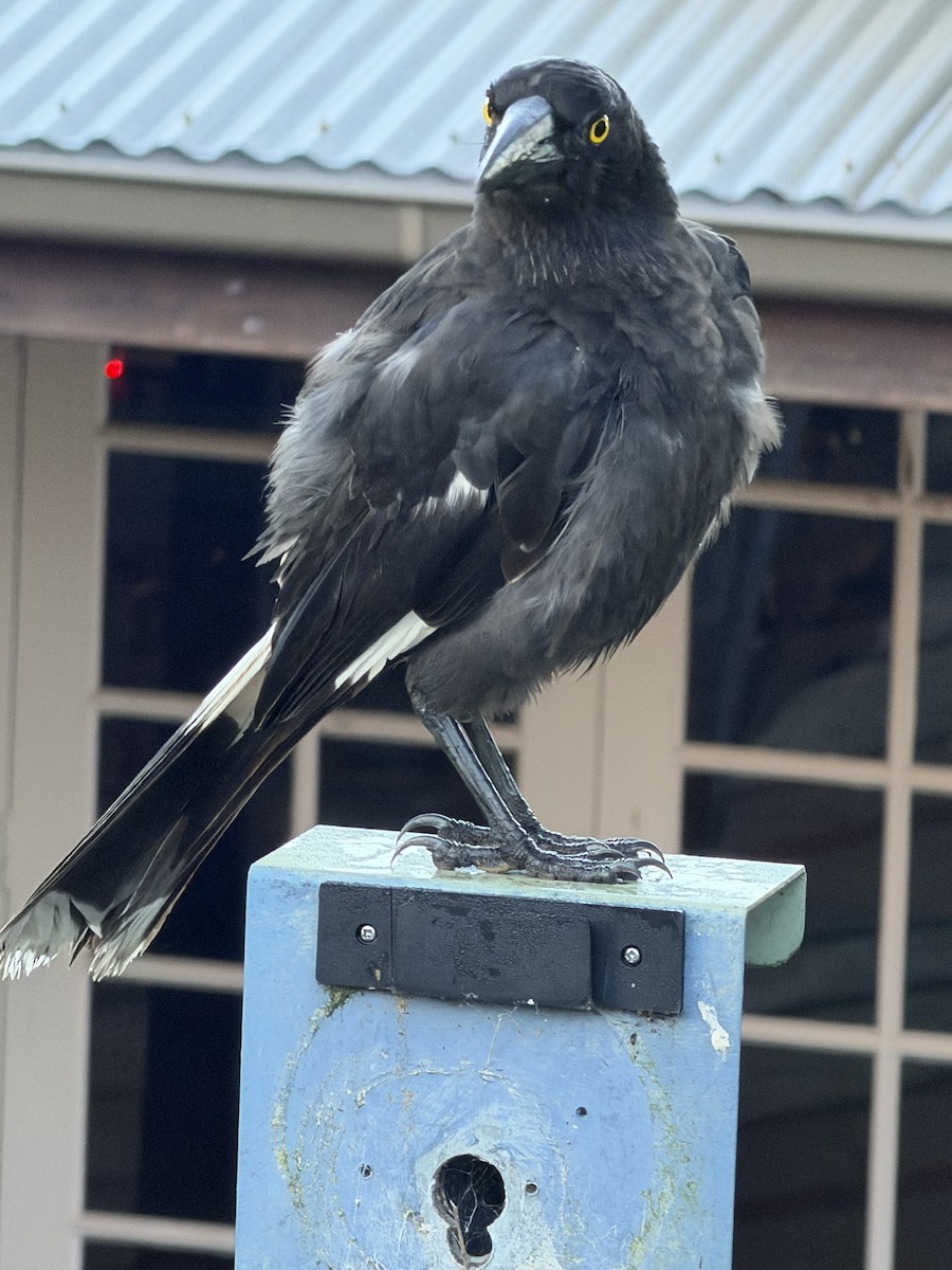 flétňák stračí - ML646995452