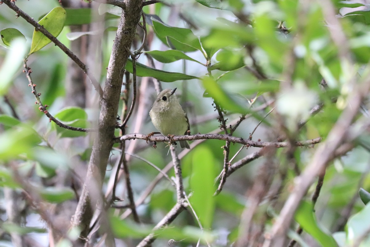 ルビーキクイタダキ - ML646995453